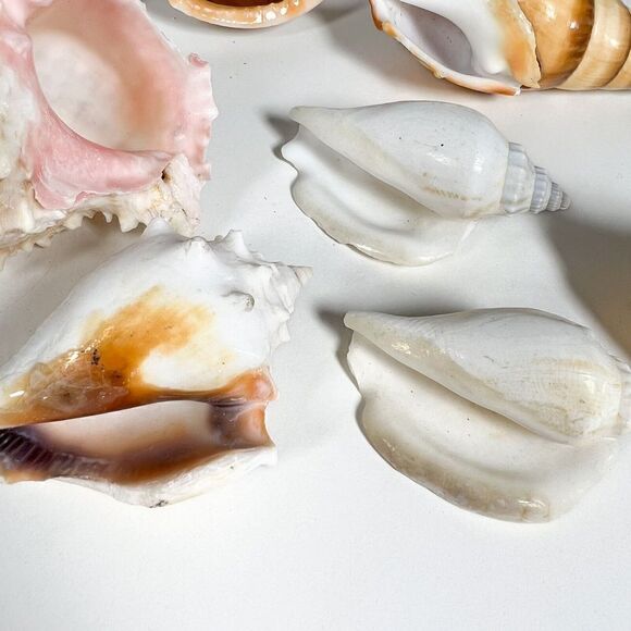 Lot of 10 Sea Shells - Various shapes and sizes - Picture 11 of 12